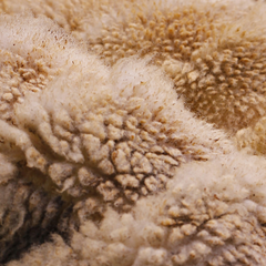 Collection image for: Gyapjú párna